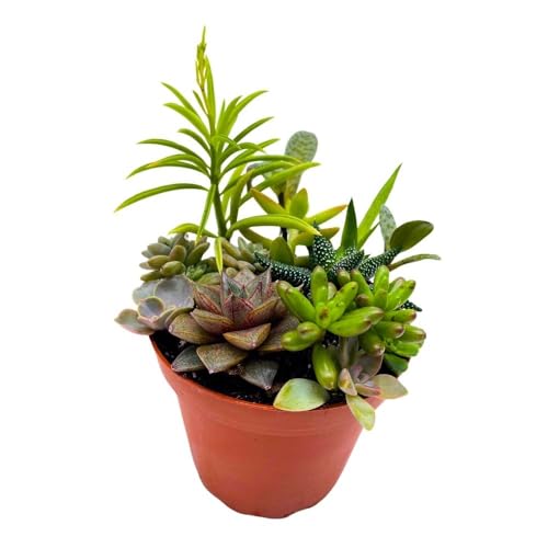 BubbleBlooms Succulent Arrangement in a 4 inch Pot Unique Hand Crafted Plant Designs