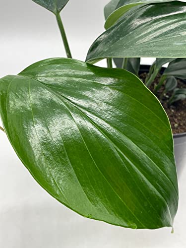 BubbleBlooms Dragon Tail Plant in a 6 inch Pot rhaphidophora decursiva,