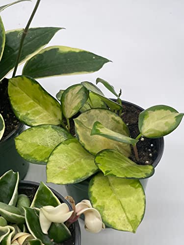 BubbleBlooms Premium Hoya Assortment Set 5 Different Premium Hoyas in 4 inch pots