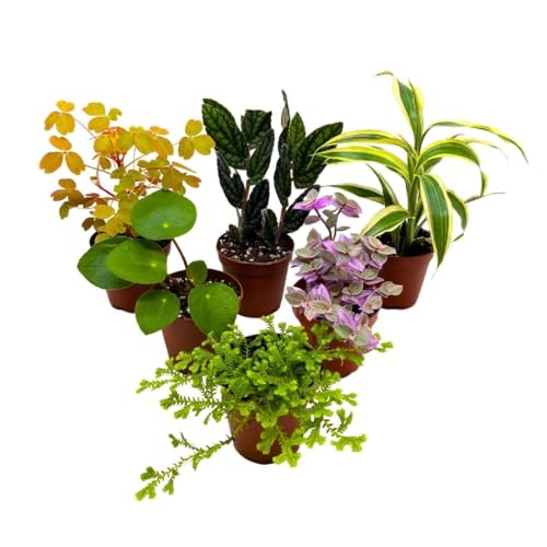 Premium Foliage Assortment, Fern set, NerveplantFern, Creeping saxifrage, succulent collection - Thumbnail 2