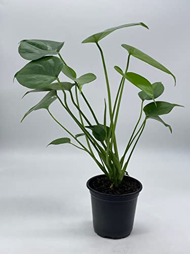 BubbleBlooms Monstera Deliciosa Split Leaf philodendron in a 4 inch Pot