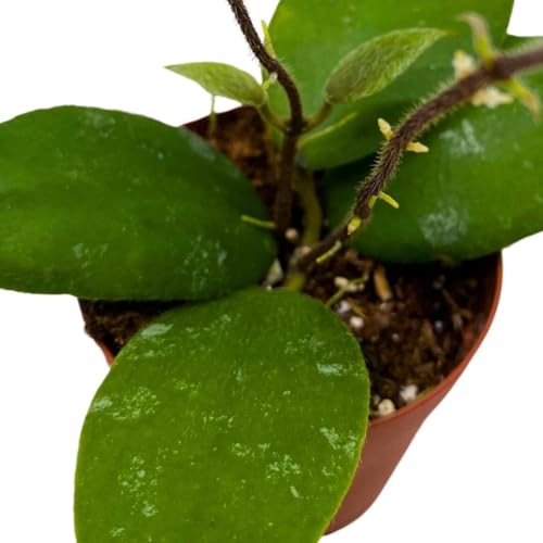 BubbleBlooms Hoya Sumatra Caudata 2 inch