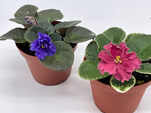 Harmony Foliage Harmony's African Violet Assortment Set, 4 inch pots 3 Different African Violets Gesneriad Plants