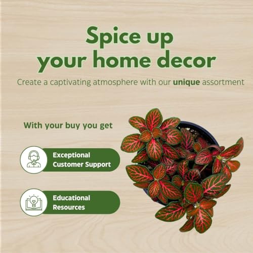 BubbleBlooms Red Fittonia Albivenis Nerve Plant in a 4 inch Pot Silver Net Leaf, Mosaic Jewel Creeping Indoor Plant verschaffeltii