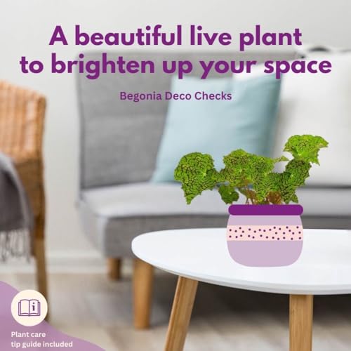 Deco Checks, Green Rhizomatous Begonia Rhizo, 4 inch Painted-Leaf Begonia, Variegated