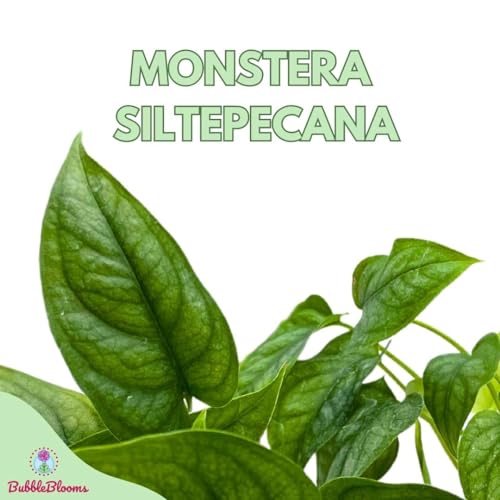 BubbleBlooms Monstera Siltepecana, Silver Leaf Monstera in 4 inch Pot