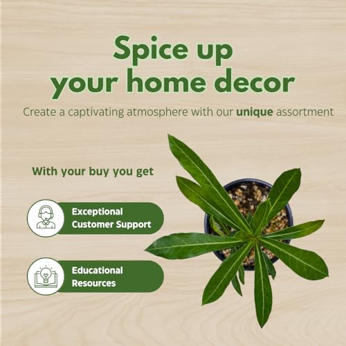 BubbleBlooms Desert Rose Medusa in a 4 inch Pot Extremely Rare Flower