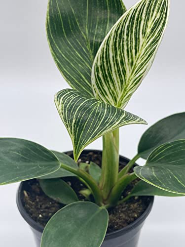 BubbleBlooms Philodendron Birkin in a 4 inch Pot White Wave, Mermaid's Tail