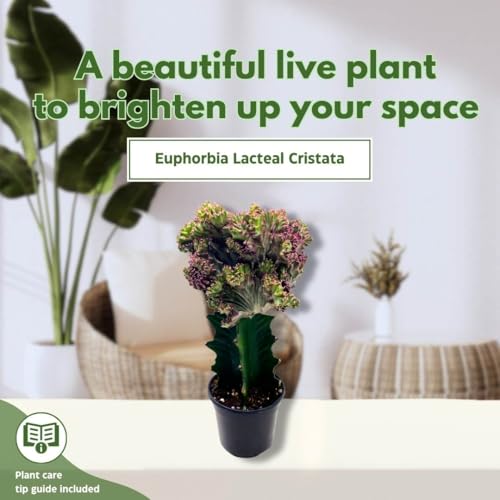 BubbleBlooms Pink Mermaid Tail Variegated Grafted Cactus Rare 4 inch