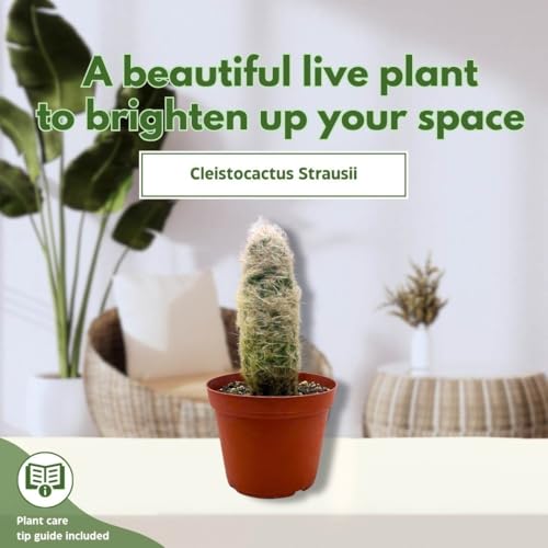 BubbleBlooms Silver Torch Cactus 6 inch