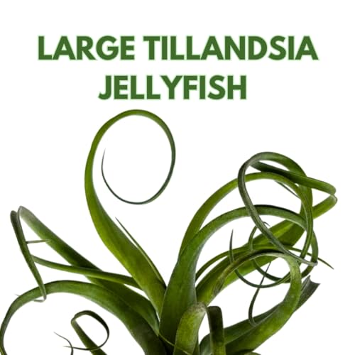 BubbleBlooms Large Tillandsia Jellyfish, Big Hanging air Plant with Seashell