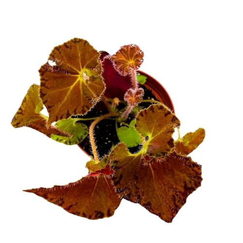 Harmony Foliage Begonia Peter Piper, 4 inch Orange Rhizomatous Rhizo