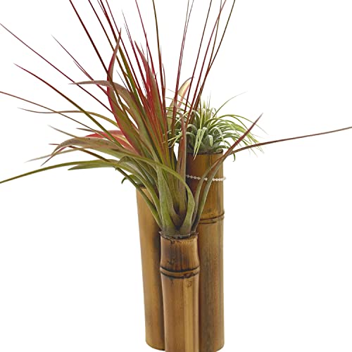 BubbleBlooms Bamboo Tillandsia Garden Mounted and Planted Moss, Air Plant Decoration