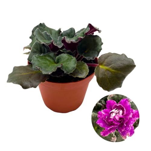 Harmony Foliage African Violet Apache Redcoats 4 inch Pink Flower