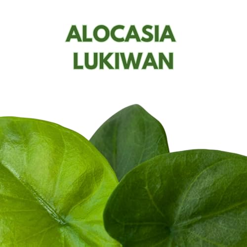 BubbleBlooms Alocasia Lukiwan in a 2 inch Pot Tiny Minie Pixie Plant