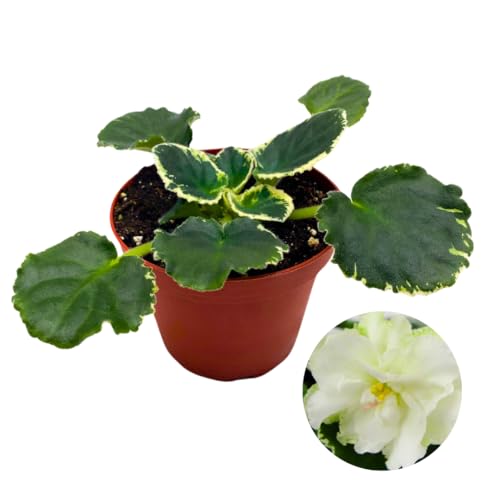 Harmony Foliage African Violet Cool Mint Variegated 4 inch White Flower