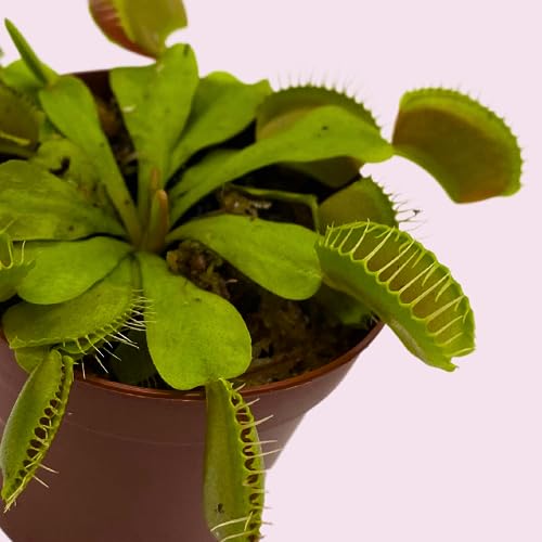 BubbleBlooms Red Venus Fly Trap, Carnivorous Plant, Venus's Flytrap, Dionaea muscipula, Fine Comb Saw Tooth, 2 inch Pot