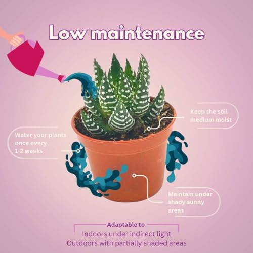 BubbleBlooms Haworthia Zebra Haworthiopsis attenuata, 2 inch Set of 3, Succulent Tiny Mini Pixie Plant