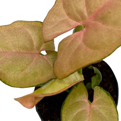 BubbleBlooms Neon Pink Syngonium, 2 inch Arrow Head Vine Vining Indoor Plant