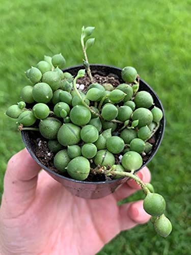 BubbleBlooms String of Pearls, Beads, peas Senecio rowleyanus Curio Rosary Plant in 2 inch Pot
