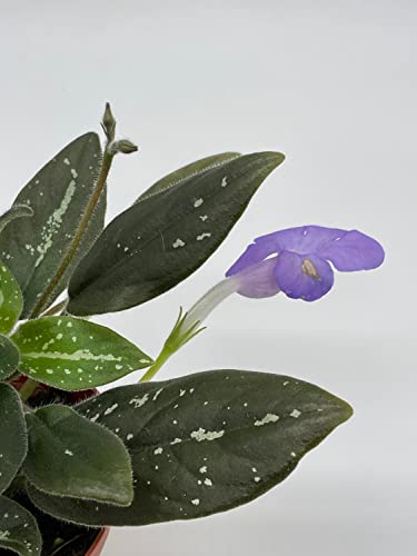 Harmony Foliage michaelmoelleria vietnamensis, Big Mike, in a 4 inch Pot New Genus