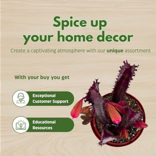 BubbleBlooms Red African Milk Tree in a 6 inch Pot Euphorbia Trigona, All red