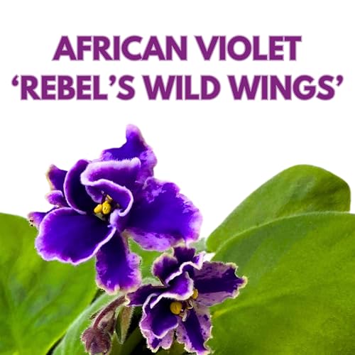 Harmony Foliage Rebel's Wild Wings African Violet Saintpaulia 4 inch