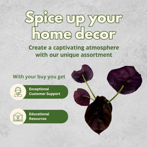 BubbleBlooms Alocasia Red Secret, Elephant Ear in 2 inch Pot