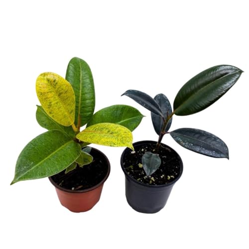 BubbleBlooms Ficus elastica Assortment in a 4 inch Pot Variegated Rubberplant Variety, Dark and White Rubber Plant