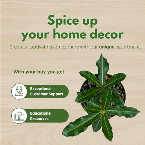 BubbleBlooms Desert Rose Guangyao in a 4 inch Pot Extremely Rare Flower