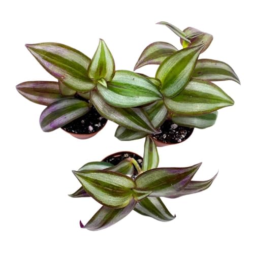 BubbleBlooms Tradescantia Silver Zebrina 2 inch Set of 3 Grey Wandering Dude pendula Spiderwort Tiny Mini Pixie Plants