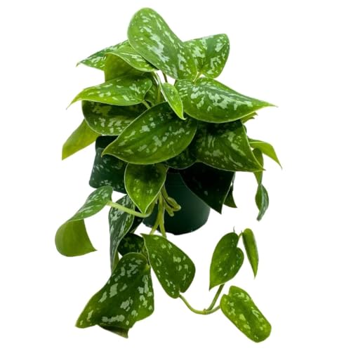BubbleBlooms Satin Pothos in a 4 inch Pot, Silver Vine, Silk Pothos Silver Philodendron
