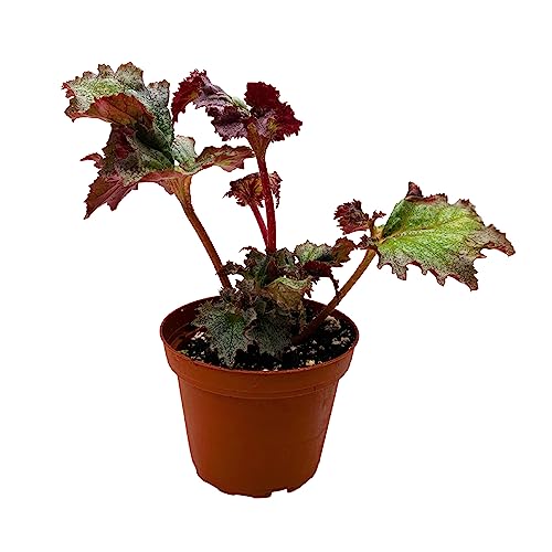 BubbleBlooms Harmony's Daehnerys Begonia Rex in 4 inch Pot