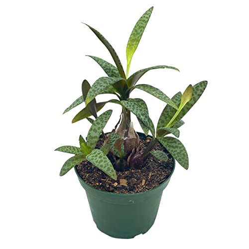 BubbleBlooms Silver Squill Leopard Plant, Ledebouria socialis, 4 inch