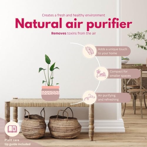 BubbleBlooms Alocasia 'Tiny Dancer' in a 4 inch Pot