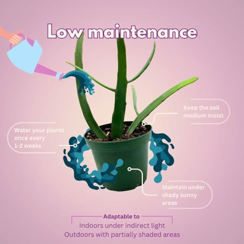 BubbleBlooms Euphorbia xylophylloides in a 4 inch Pot Rare Cactus