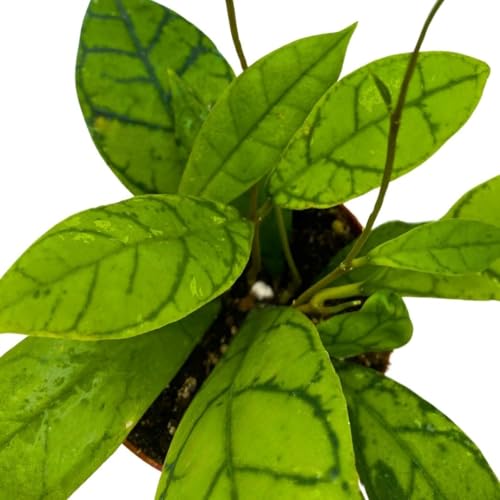 BubbleBlooms Hoya Callistophylla 4 inch