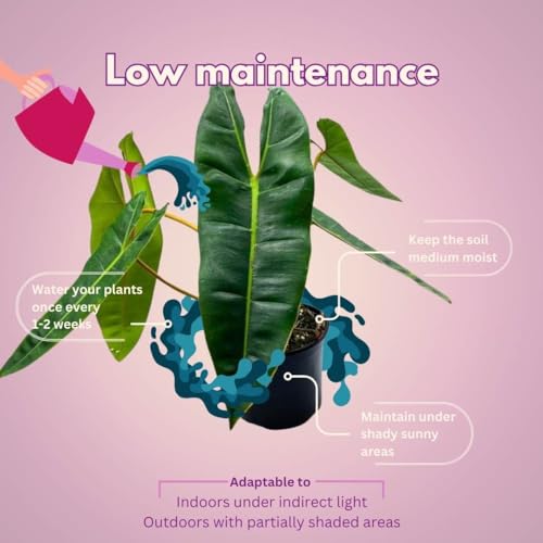 BubbleBlooms Philodendron billietiae 6 inch Washboard Abs Philo Billie Rare Indoor Plant