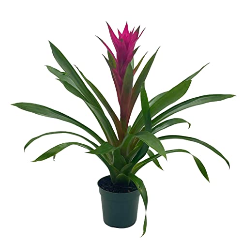 BubbleBlooms Purple Bromeliad in a 4 inch Pot Guzmania monostachia West Indian Tufted Airplant