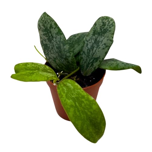 BubbleBlooms Hoya Sigilatis in a 2 inch Pot Tiny Mini Pixie Plant