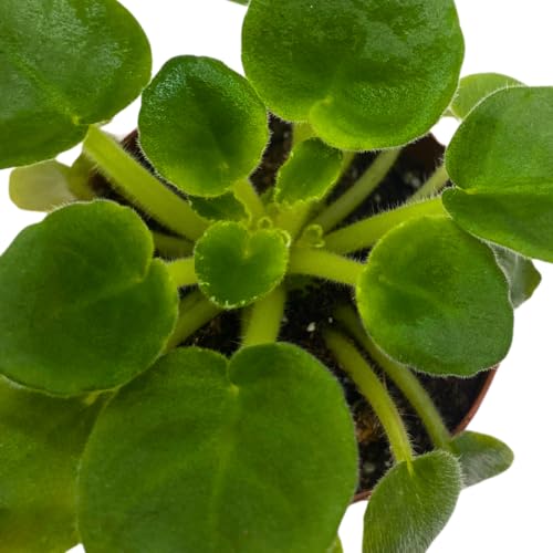 Harmony Foliage Mini African Violet Plumberry Glow 2 inch White Purple Flower