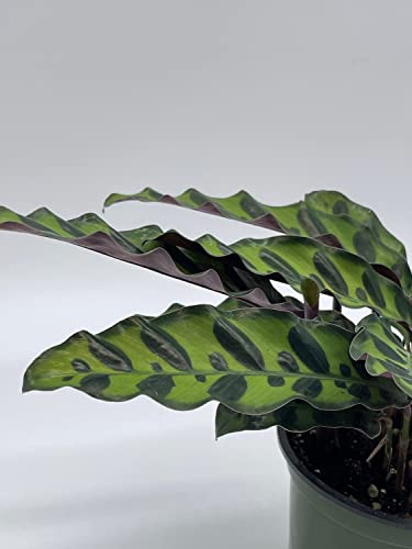 Calathea Lancifolia, Rattlesnake, Prayer Plant, Rattle Snake, 4 inch Pot