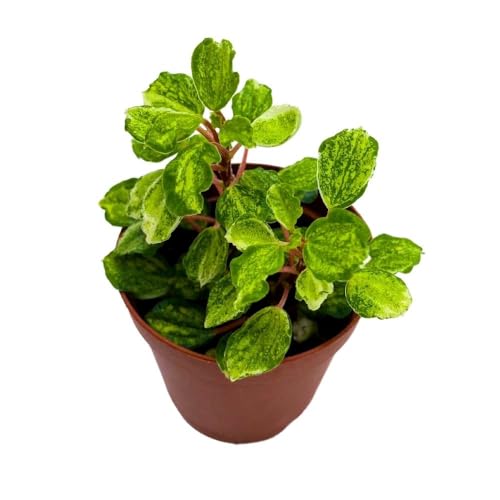 Harmony Foliage Peperomia meridana Variegated 2 inch Green Valley Pep Pixie Variegata
