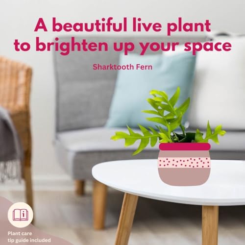 BubbleBlooms Sharktooth Fern in a 4 inch Pot Selenicereus chrysocardium