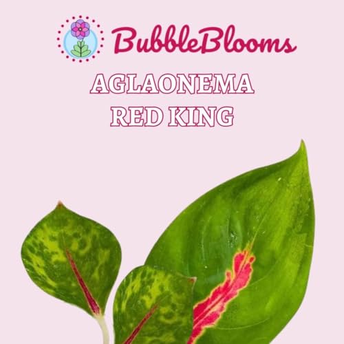 BubbleBlooms Aglaonema Red King 2 inch Set of 3 Tiny Mini Pixie Plants
