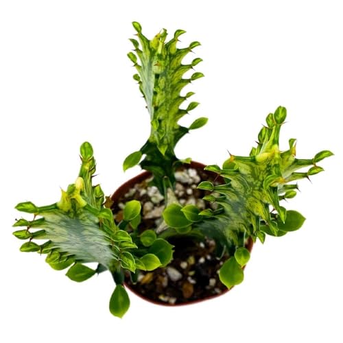 BubbleBlooms Tricolor Variegated Euphorbia Trigona, 2.5 inch, Green & White African Milk Tree