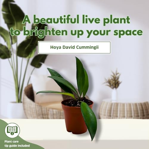 BubbleBlooms Hoya David Cummingii in a 2 inch Pot Tiny Mini Pixie Plant