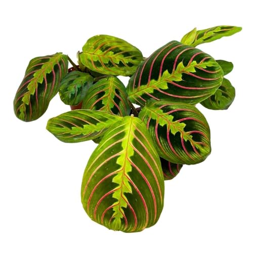BubbleBlooms Maranta leuconeura Tricolor, 2 inch Set of 3, Prayer Plant Tiny Mini Pixie