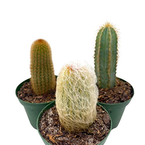 BubbleBlooms Column Cactus Assortment, 4 inch Set of 3, Silver Torch, Blue Column, Yellow, Old Man Fuzzy, Variety Cacti
