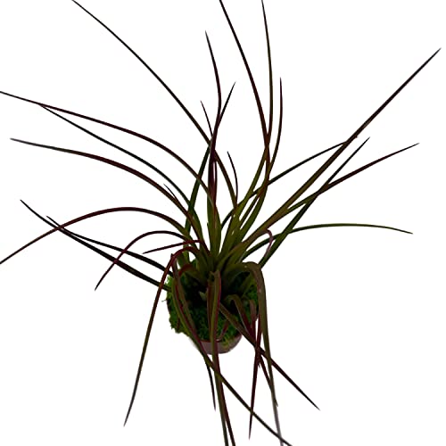 BubbleBlooms Mini Tillandsia Airplant Rooted in a 2 inch Pot with Green Moss Tiny Mini Pixie Plant